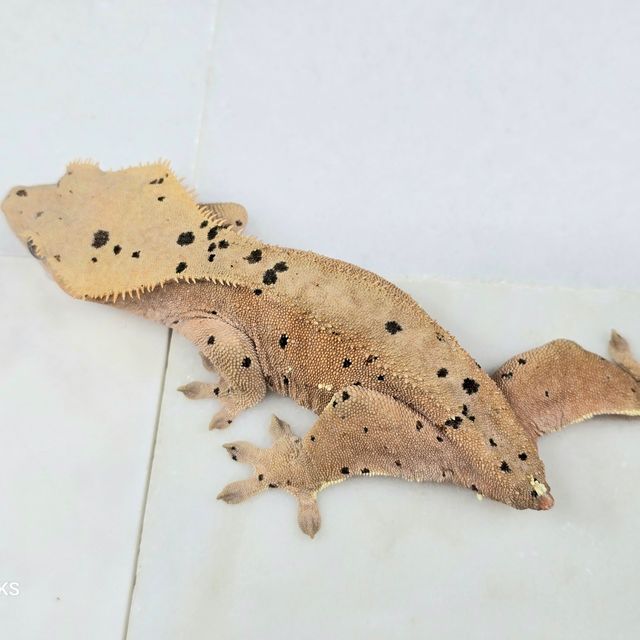 슈퍼달마시안 달마시안