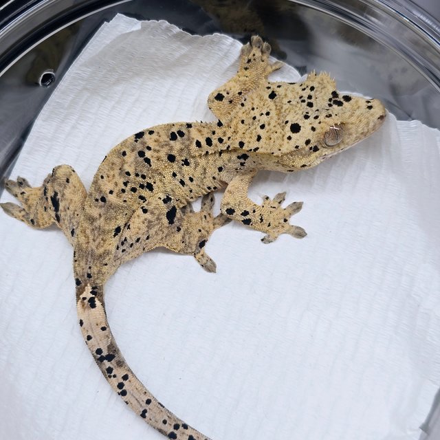 슈퍼달마시안 달마시안