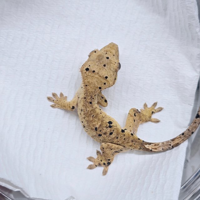 슈퍼달마시안 달마시안