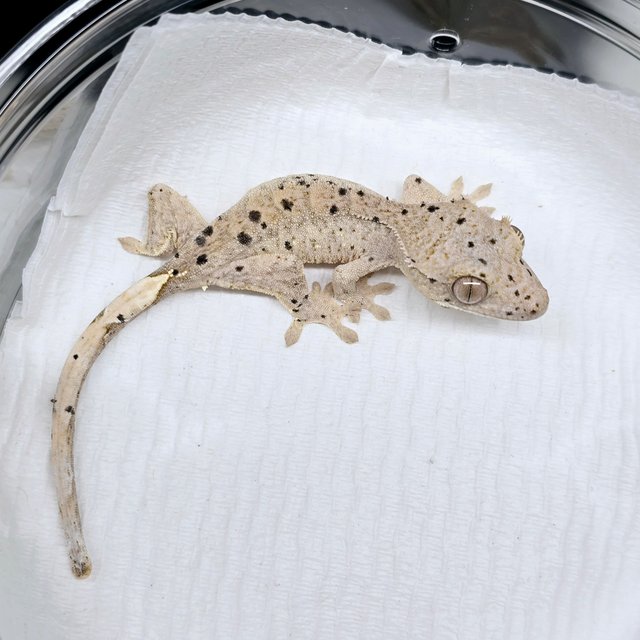 슈퍼달마시안 달마시안