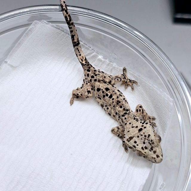 슈퍼달마시안 달마시안