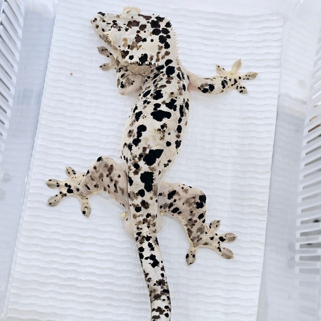 슈퍼달마시안 달마시안