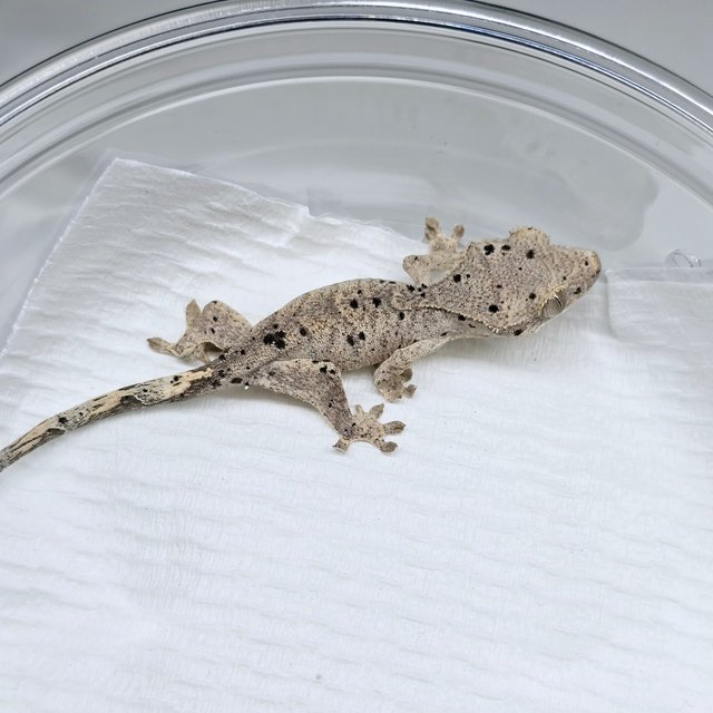 슈퍼달마시안 달마시안