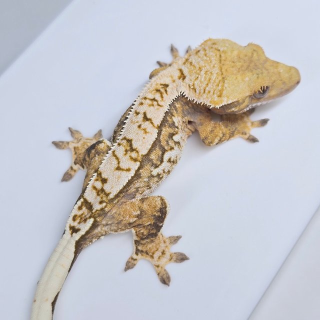 노멀 트라이 쿼드