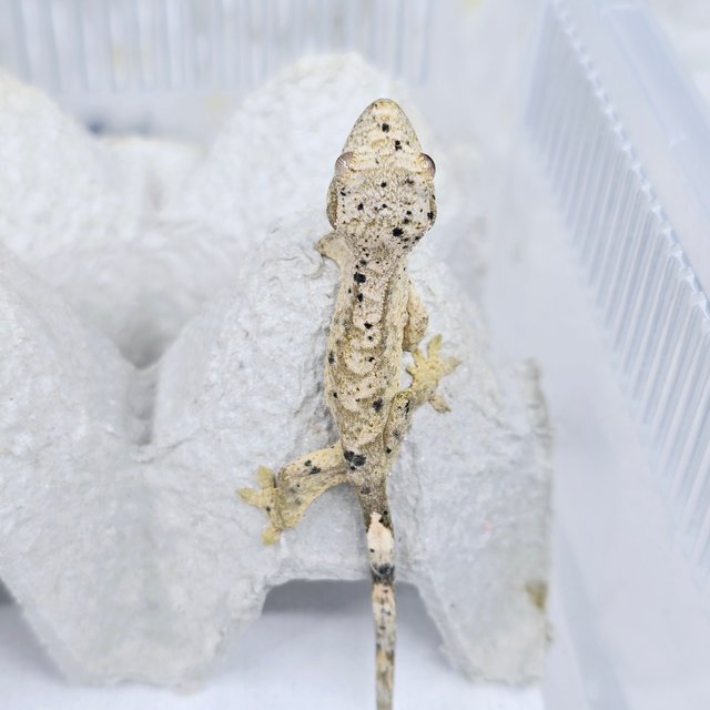 슈퍼달마시안 달마시안