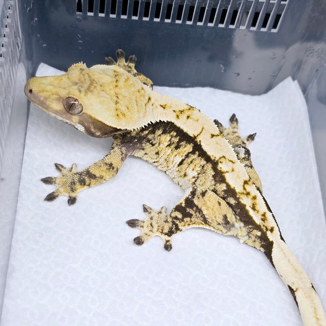 노멀 트라이 익스트림할리퀸