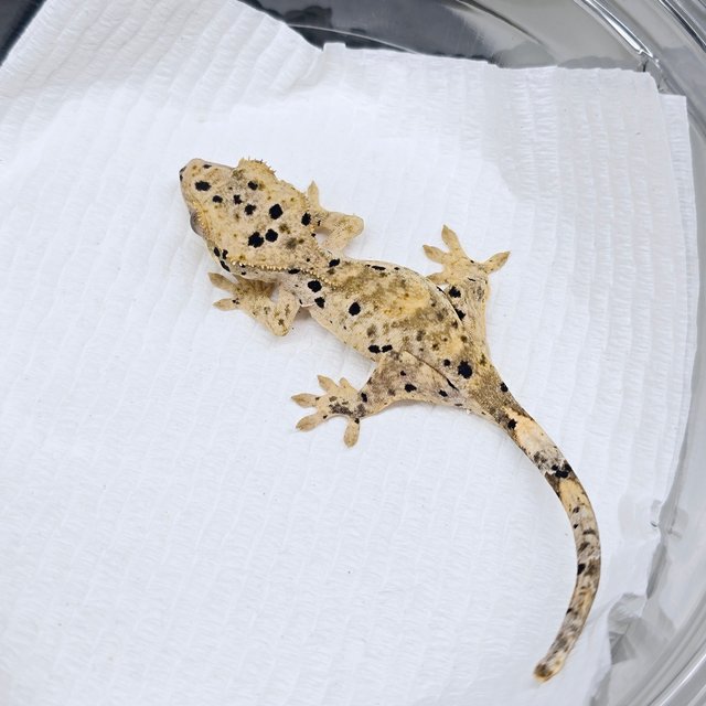 슈퍼달마시안 달마시안