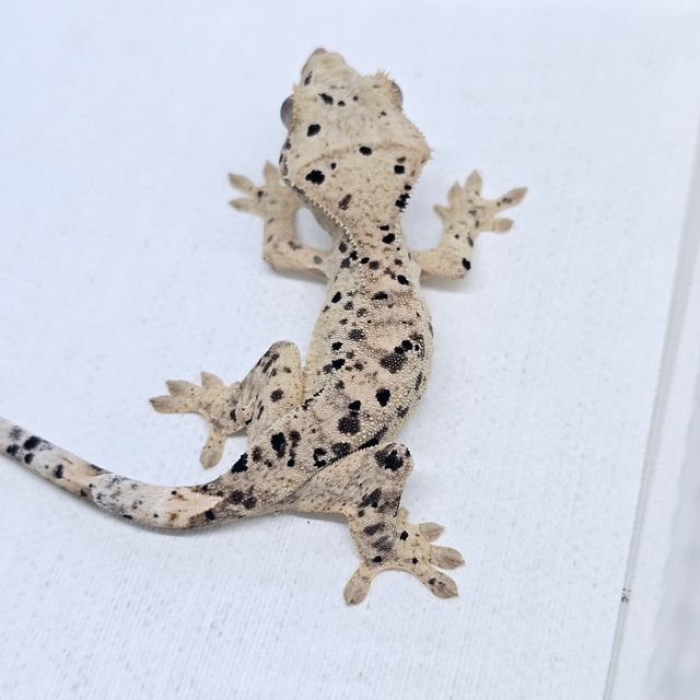 슈퍼달마시안 달마시안