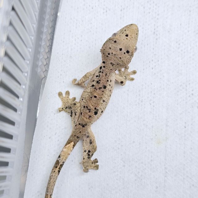 슈퍼달마시안 달마시안