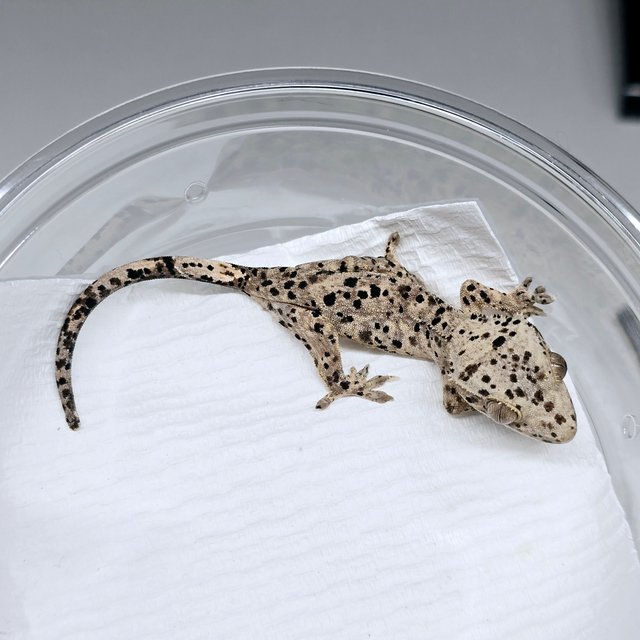 슈퍼달마시안 달마시안