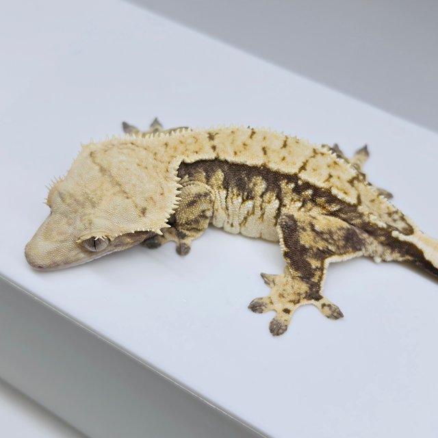 노멀 트라이 익스트림할리퀸