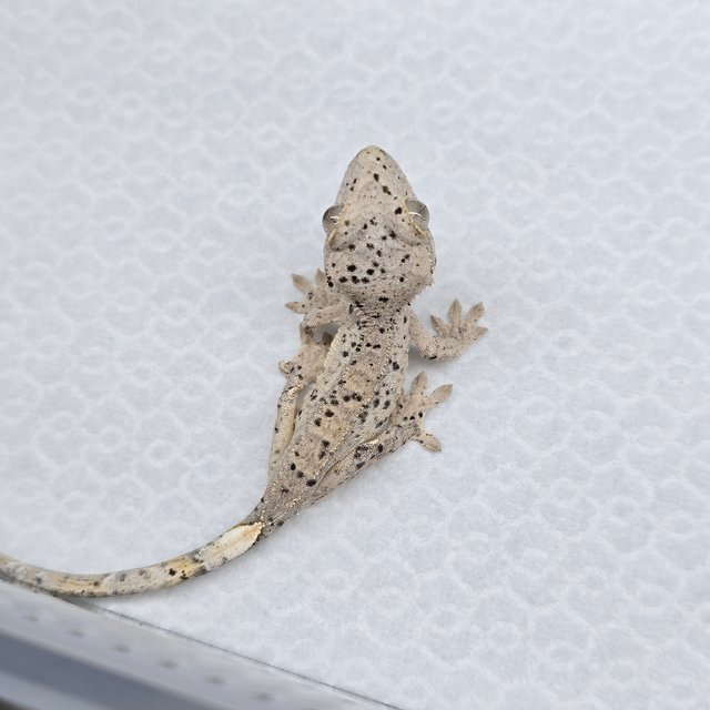 슈퍼달마시안 달마시안