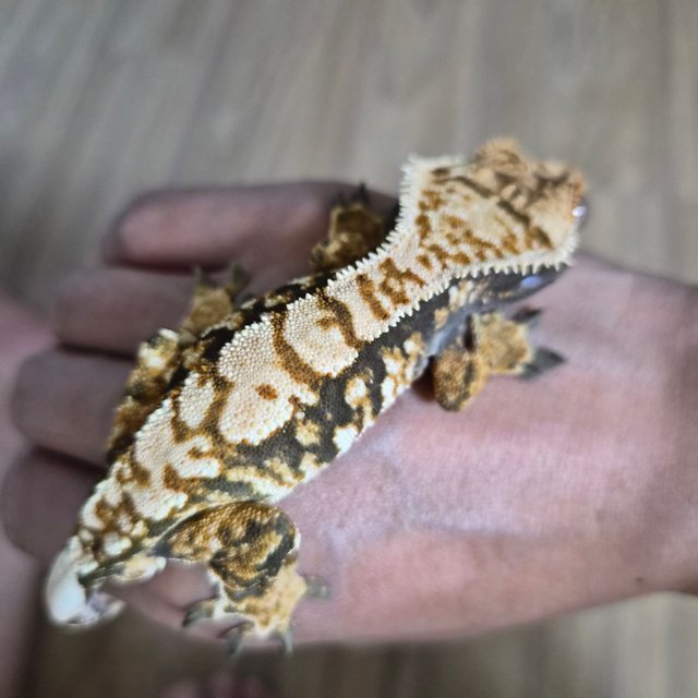 트라이 할리퀸 익스트림할리퀸 타이거 노멀