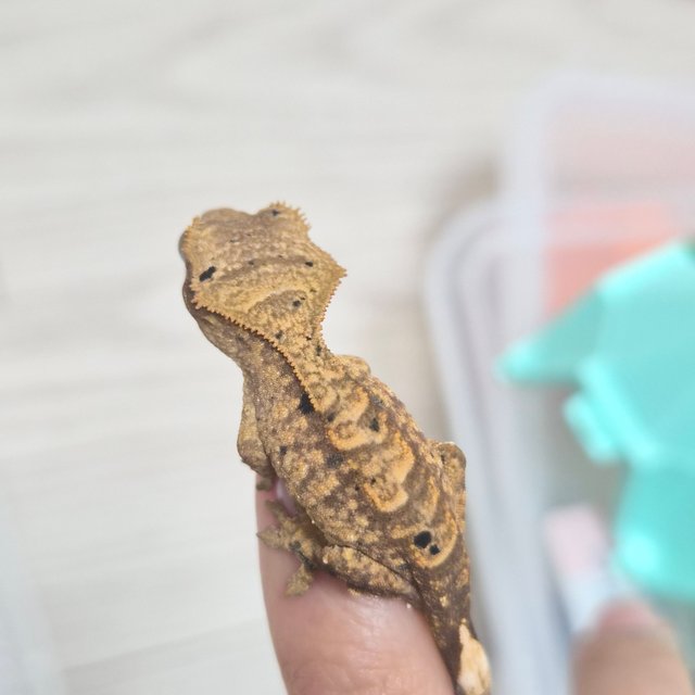 달마시안 슈퍼달마시안