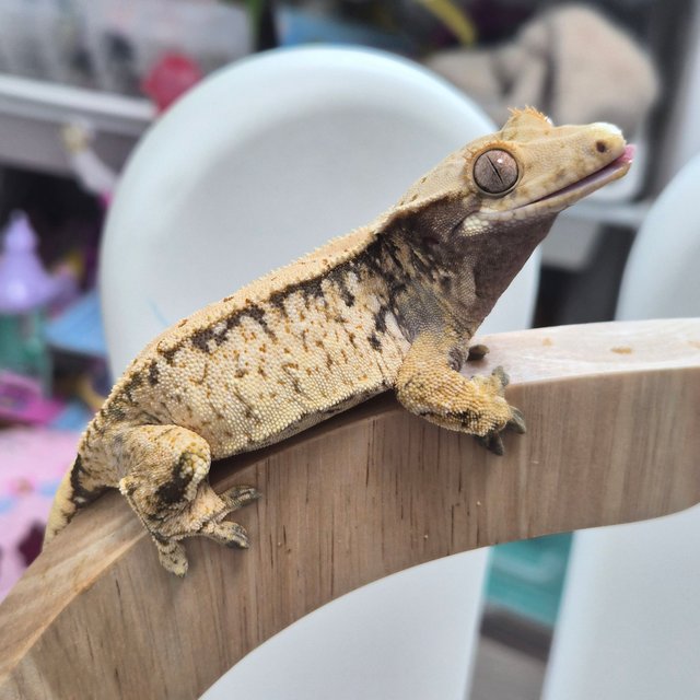 트라이 화이트스팟 드리피