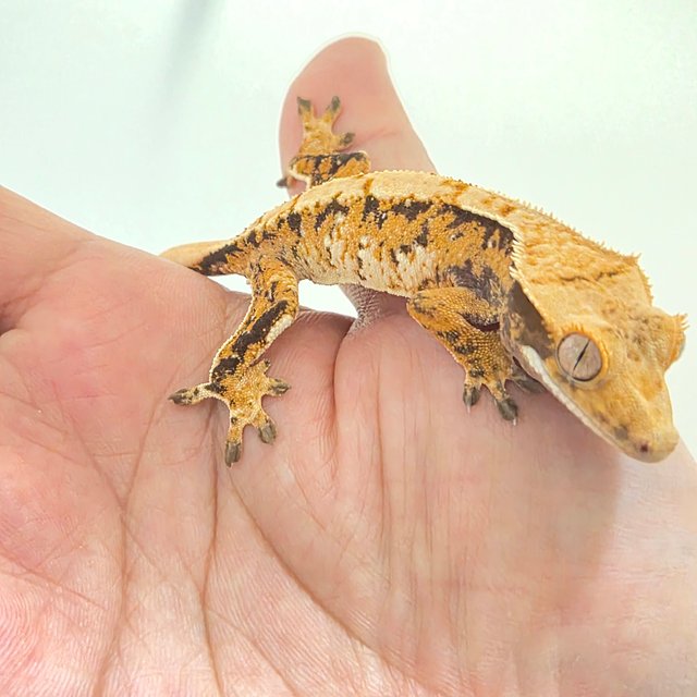 트라이 텐저린 노멀