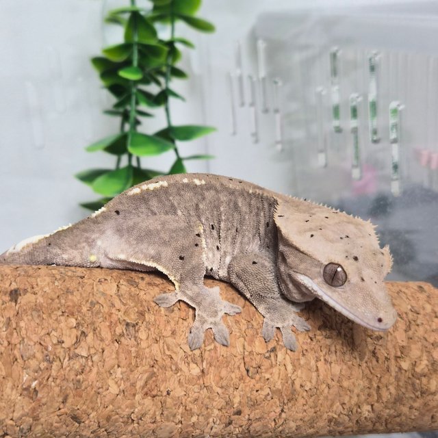 카푸치노 달마시안