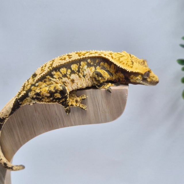 트라이 타이거 텐저린