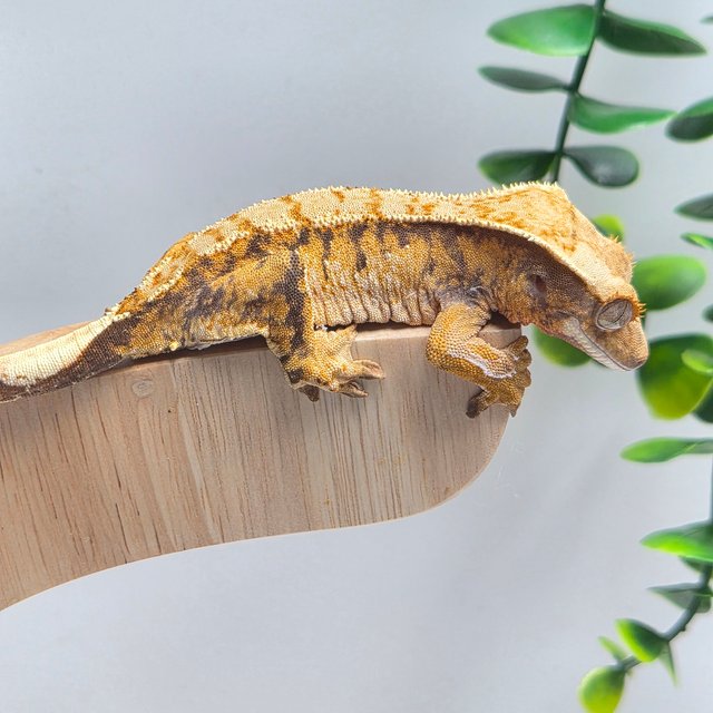 트라이 텐저린 타이거