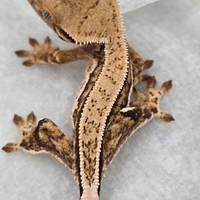 트라이 쿼드 풀핀