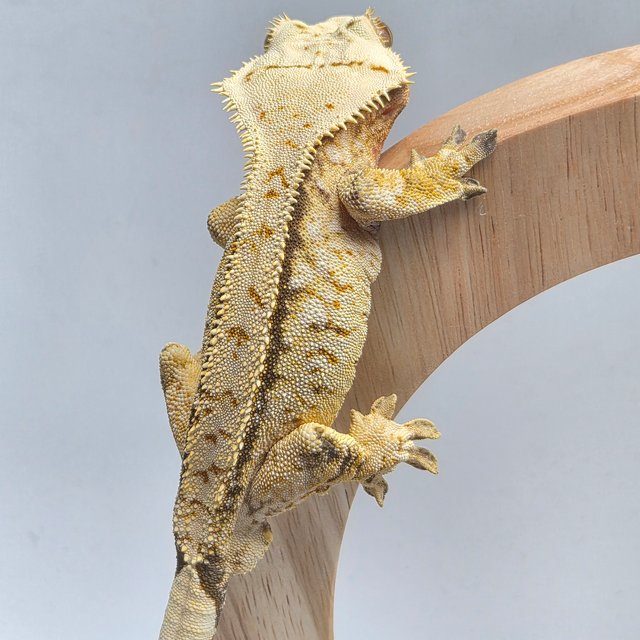 드리피 화이트스팟 옐로우