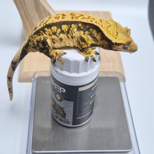 트라이 타이거 텐저린