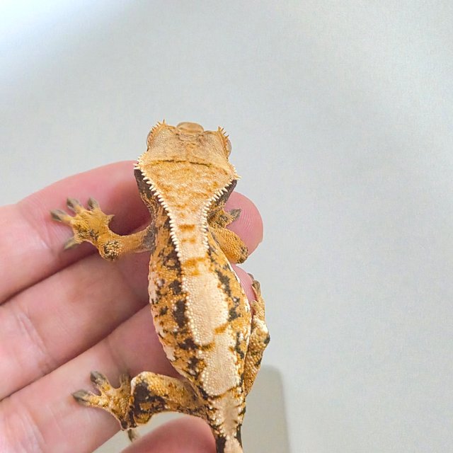 트라이 텐저린 노멀