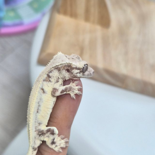 릴리 세이블 세이블 릴리화이트