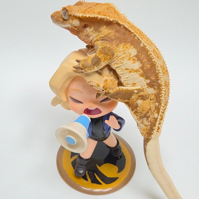 레드 쿼드 풀핀 트라이