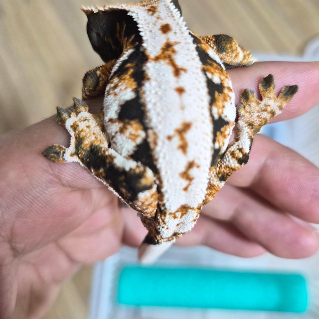 트라이 텐저린 타이거