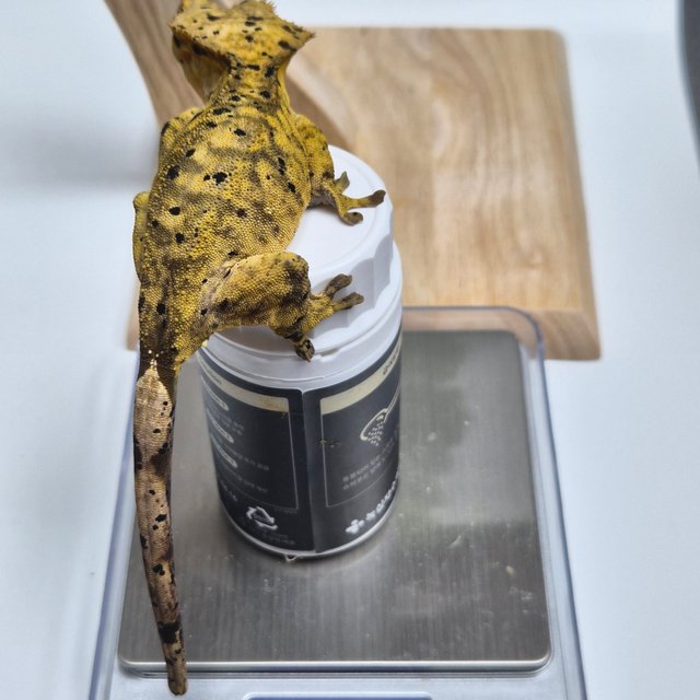 슈퍼달마시안 옐로우