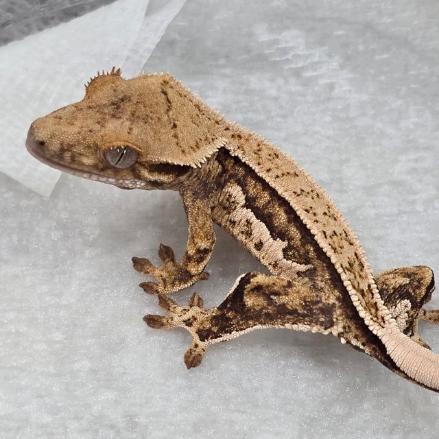 트라이 쿼드 풀핀