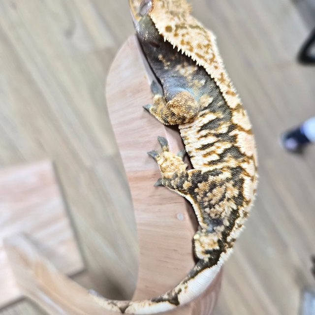 트라이 할리퀸 익스트림할리퀸 타이거 노멀