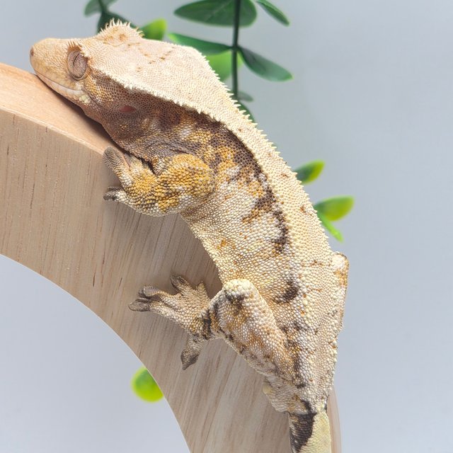 트라이 화이트스팟 드리피