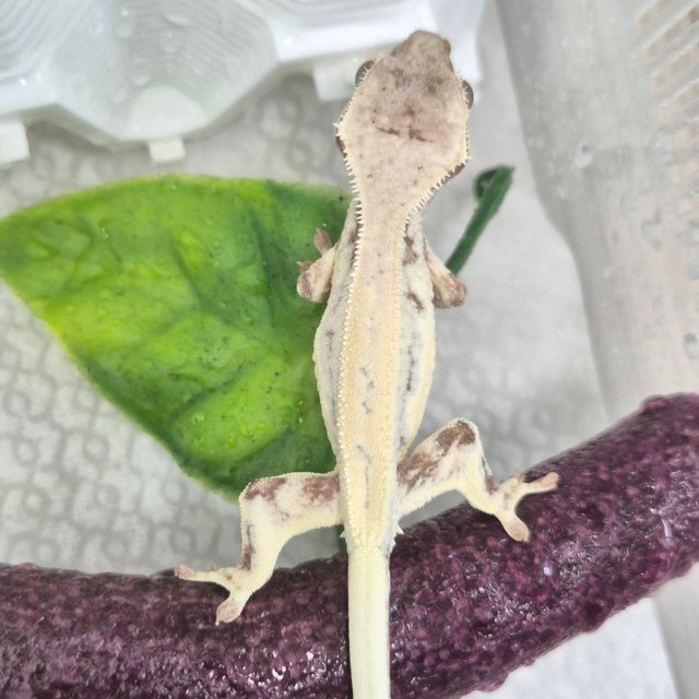 릴리 세이블 세이블 릴리화이트