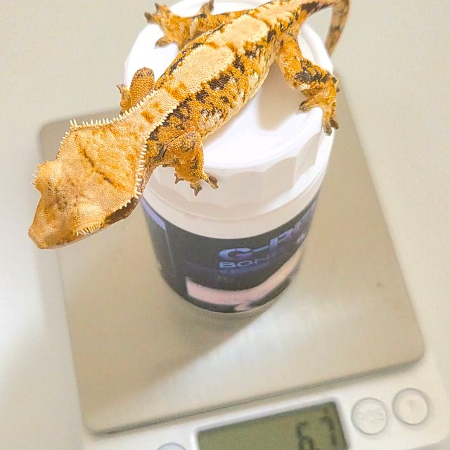 트라이 텐저린 노멀