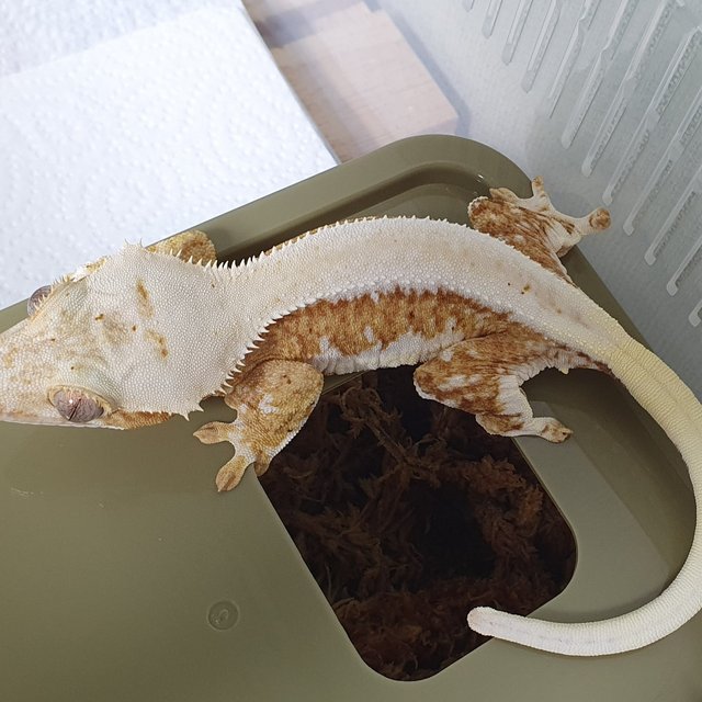 릴리100%헷아잔틱 아잔틱