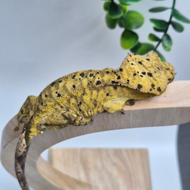 슈퍼달마시안 옐로우