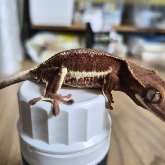 릴리화이트 바이 팬텀 레드