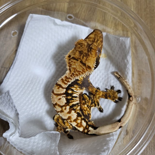 트라이 할리퀸 익스트림할리퀸 타이거 노멀