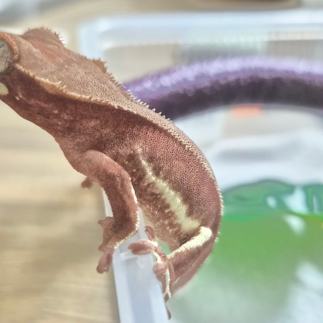 릴리화이트 바이 팬텀 레드