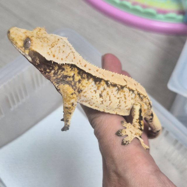 트라이 화이트스팟 드리피