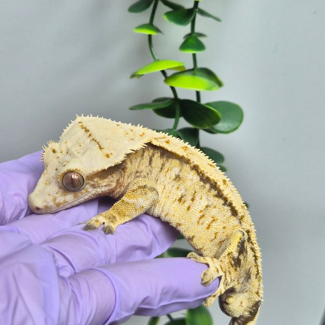 드리피 화이트스팟 옐로우