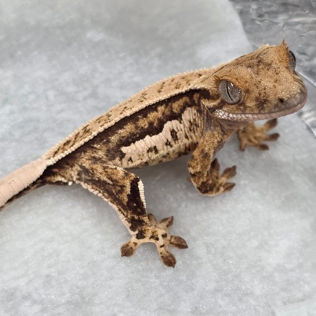 트라이 쿼드 풀핀