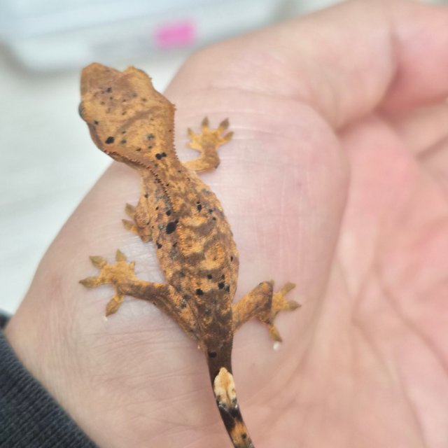 달마시안 슈퍼달마시안