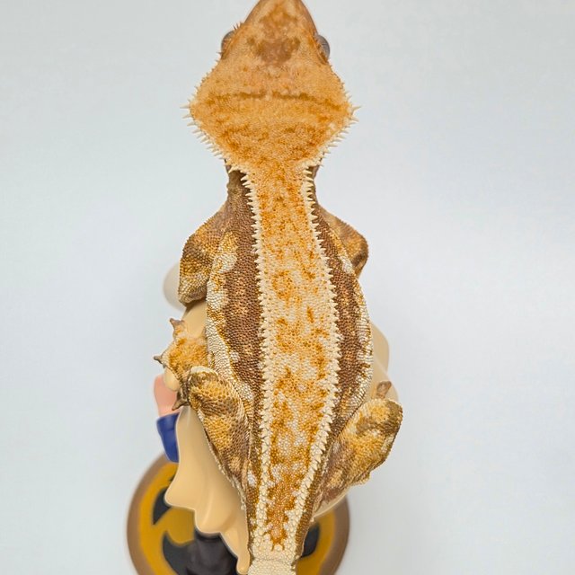 레드 쿼드 풀핀 트라이