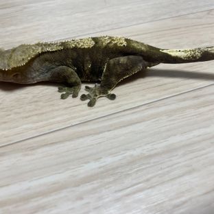 노멀 트라이