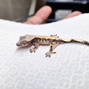 드리피 화이트스팟 세이블