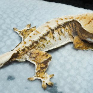 트라이 익스트림할리퀸