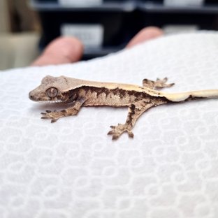 드리피 화이트스팟 세이블